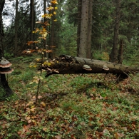 Obrázek