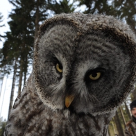 Obrázek