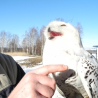 Obrázek
