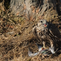 Obrázek