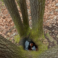Obrázek