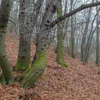 Obrázek