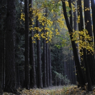 Obrázek