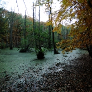 Obrázek
