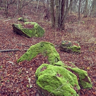 Obrázek