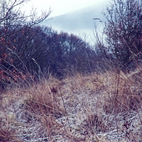 Obrázek