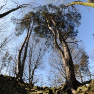 Obrázek