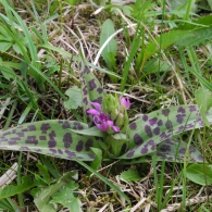 Obrázek