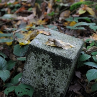 Obrázek