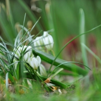 Obrázek